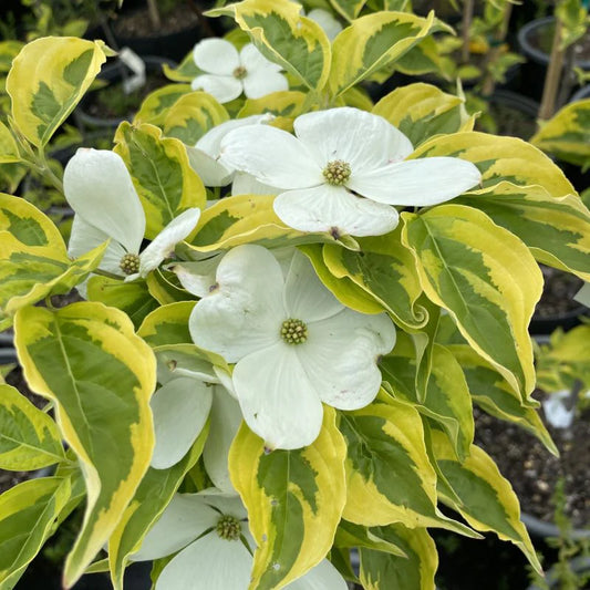 Dogwood 'Celestial Shadow' 2026.