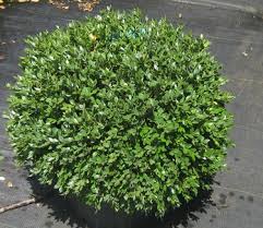 Boxwood, Green Velvet