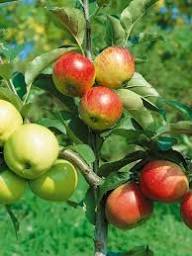 Apple, Combo 3 varieties 2026