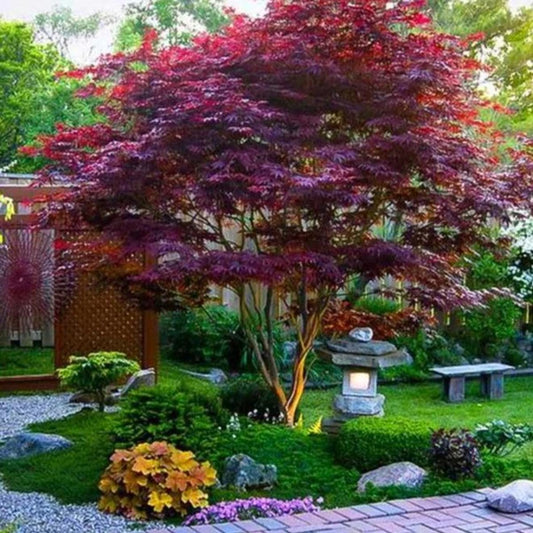 Maple, 'Bloodgood' Japanese Maple 2026.