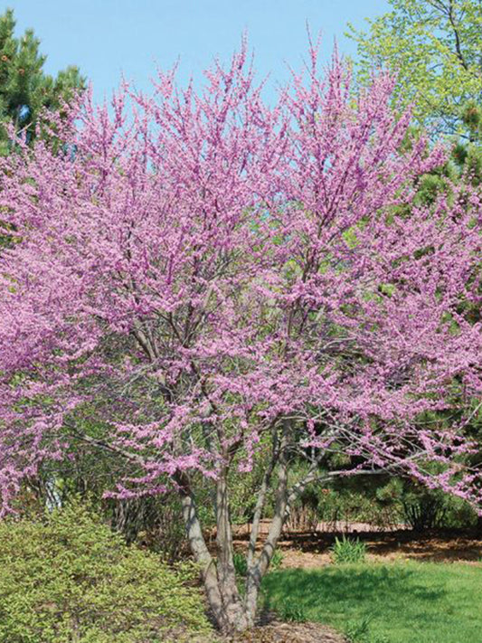 Redbud, Eastern Clump ( Multi-Trunk)  2026.