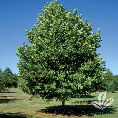 Sycamore, 'Morton Circle' London Plane Tree  2026.