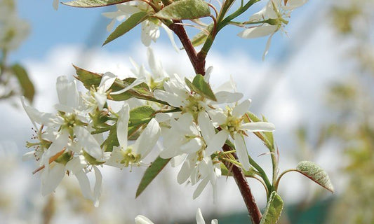 Serviceberry, Autumn Brill. Tree Form 2026.