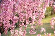 Cherry, Pink Weeping   Prunus pendula 'Pendula Rosea' 2026.