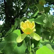 Tulip Tree / Yellow Popular 2026.