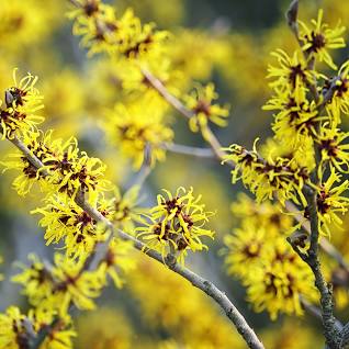 *Witchhazel, Vernal